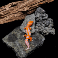 ヒルヤモリ ゆう様 Leopard Gecko