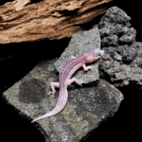 ヒルヤモリ ゆう様 Leopard Gecko