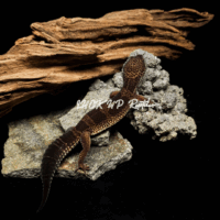 ヒルヤモリ ゆう様 Leopard Gecko