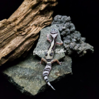 Leopard Gecko