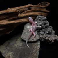 Leopard Gecko