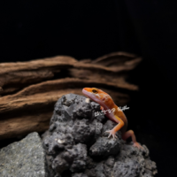 Leopard Gecko